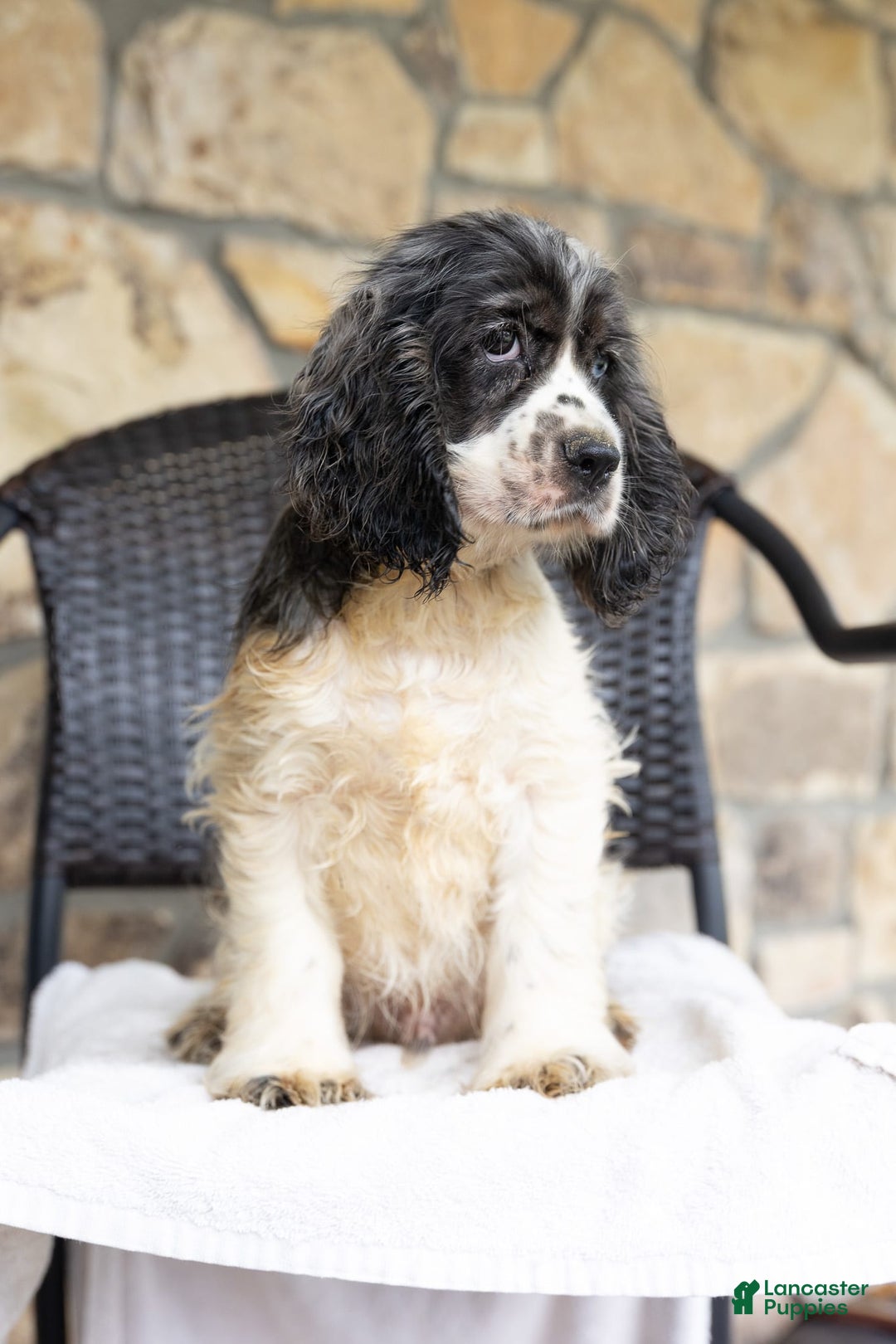 Cocker Spaniel dogs for sale: Mickey - Image 3