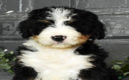 Bernedoodle dogs for sale: Doran - Image 2