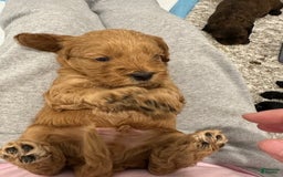 Mini Goldendoodle dogs for sale: Males Litter 2 - Image 35