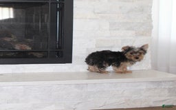 Yorkshire Terrier dogs for sale: Prince - Image 6