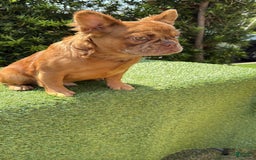 French Bulldog dogs for sale: Birkin - Image 4