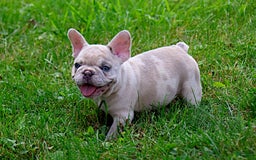 French Bulldog dogs for sale: Aragon - Image 7