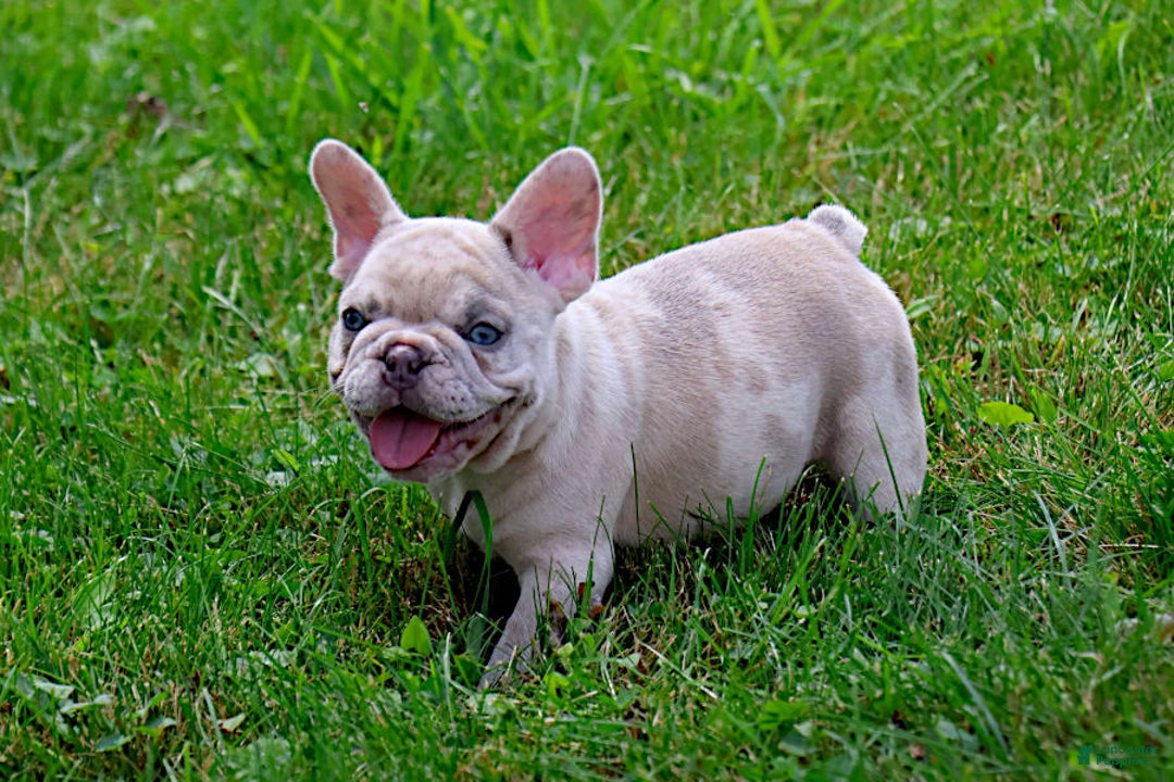 French Bulldog dogs for sale: Aragon - Image 7