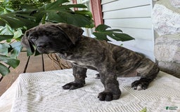 English Mastiff dogs for sale: Bella - Image 8