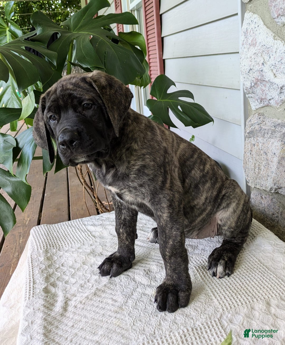 English Mastiff dogs for sale: Bella - Image 8
