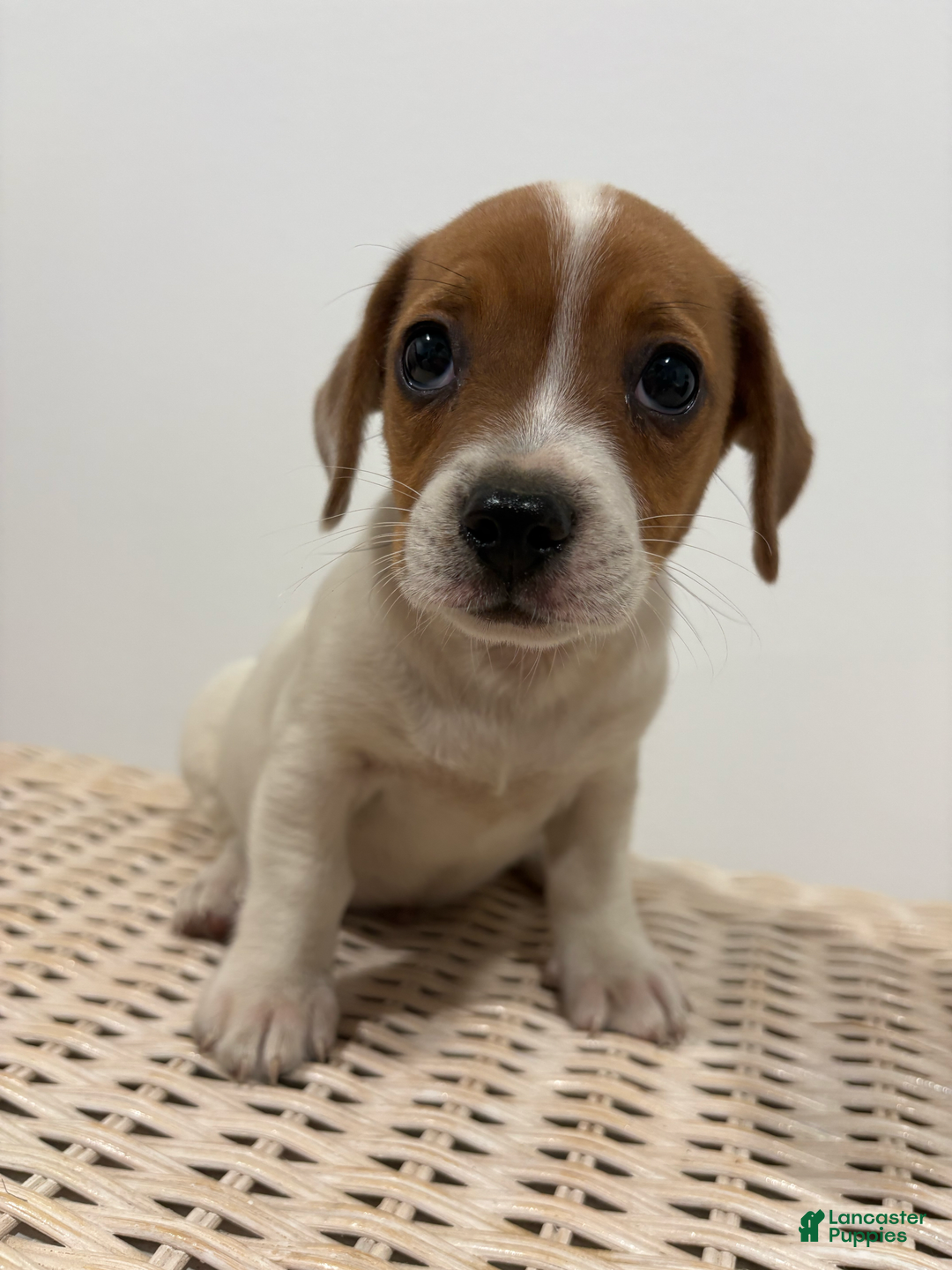 Jack Russell Terrier dogs for sale: Pete - Image 5