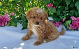 Toy Poodle dogs for sale: Trixy - Image 2