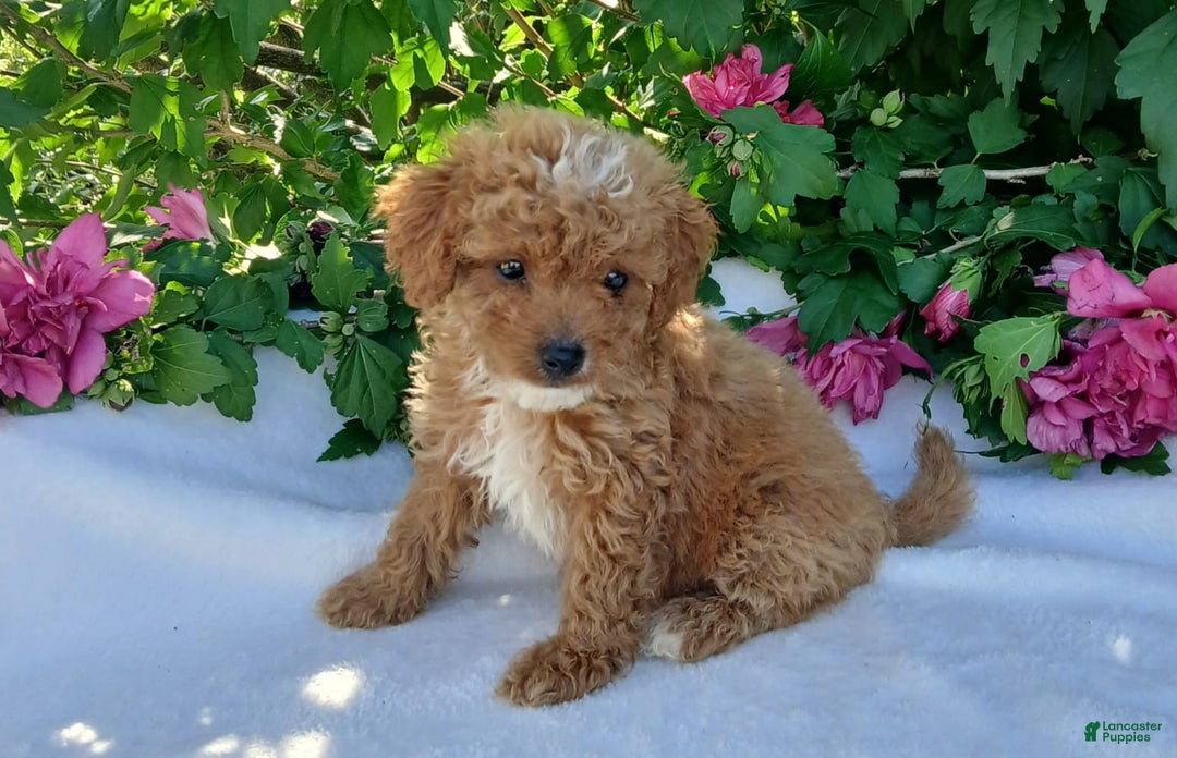 Toy Poodle dogs for sale: Trixy - Image 2