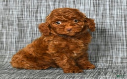 Cavapoo dogs for sale: Bobby - Image 2