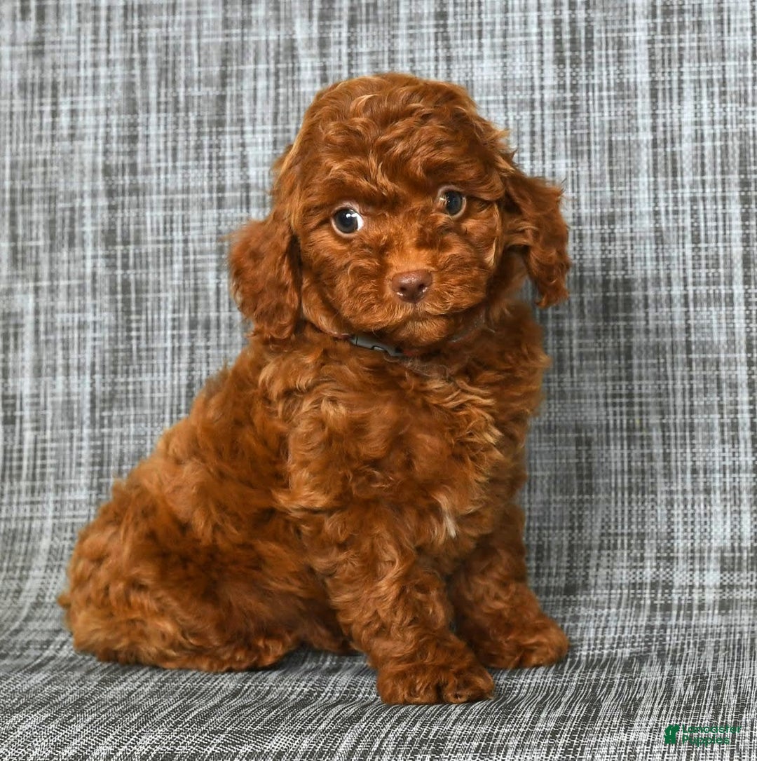 Cavapoo dogs for sale: Bobby - Image 2