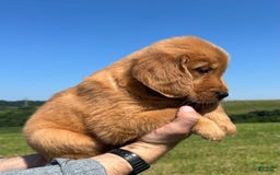 Golden Retriever dogs for sale: Honey - Image 3
