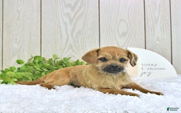 Toy Poodle dogs for sale: Dylan - Image 4