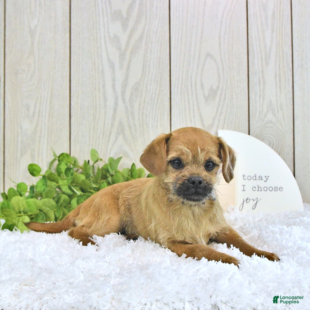 Toy Poodle dogs for sale: Dylan - Image 4