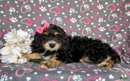 Cockapoo dogs for sale: Charmaine - Image 4