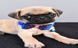 Pug dogs for sale: Pug 2 puppies - Image 8