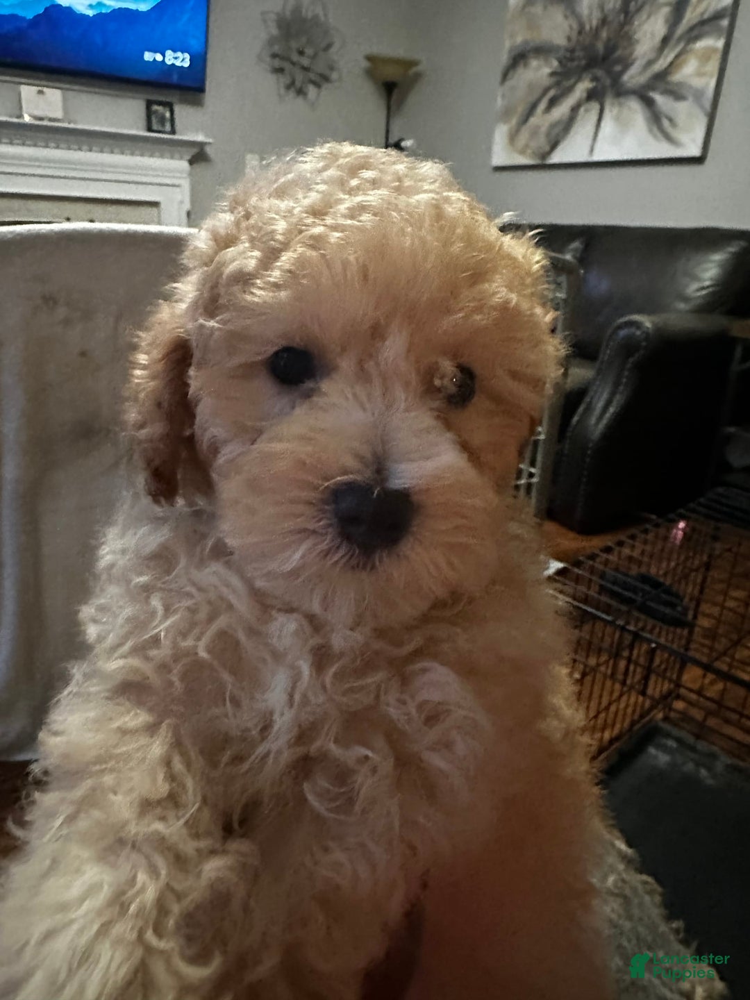 Maltipoo dogs for sale: Louis - Image 6