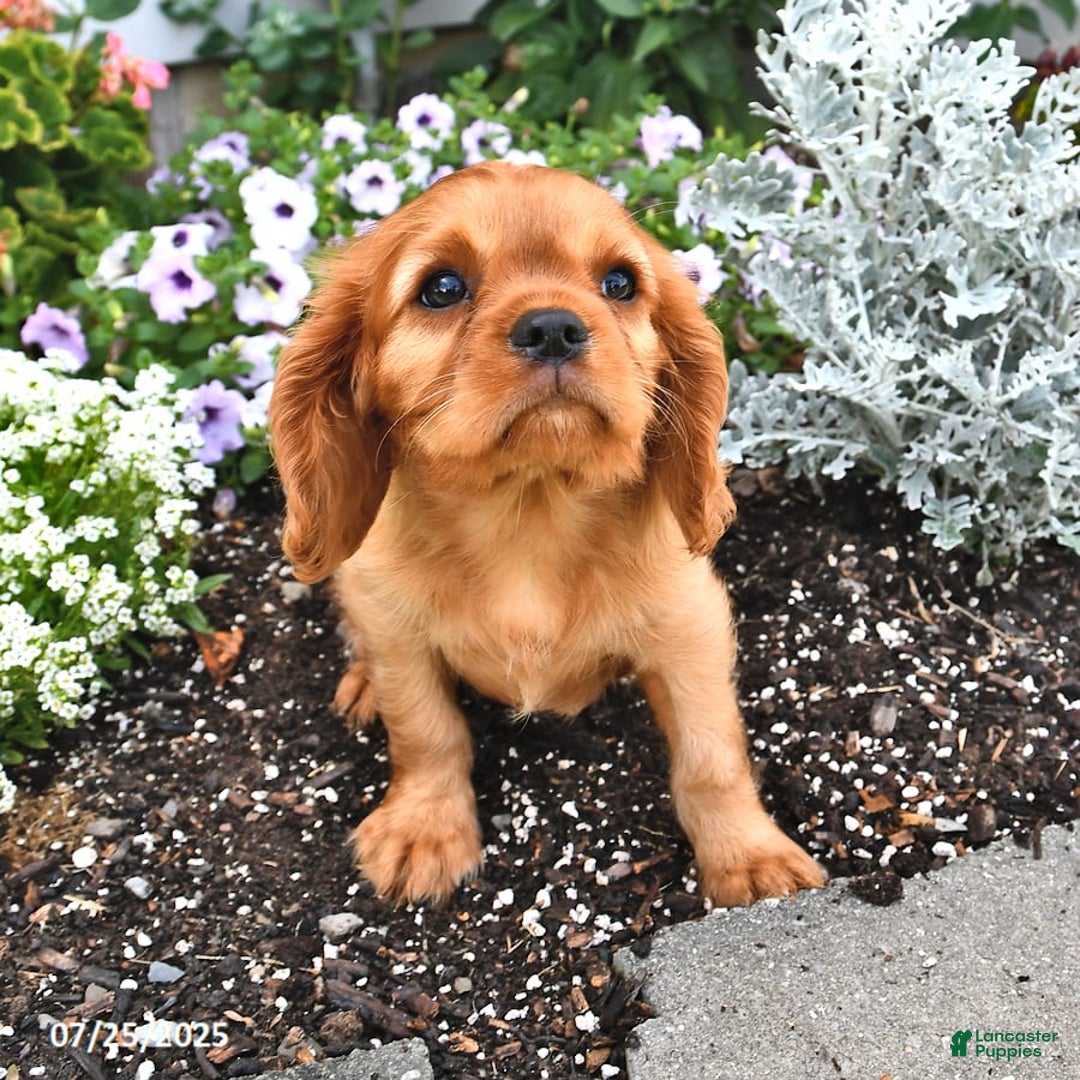 Cavalier King Charles Spaniel dogs for sale: Reba - Image 14