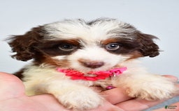 Mini Aussiedoodle dogs for sale: Amber - Image 10