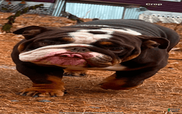 English Bulldog dogs for sale: Bulldog - Image 6