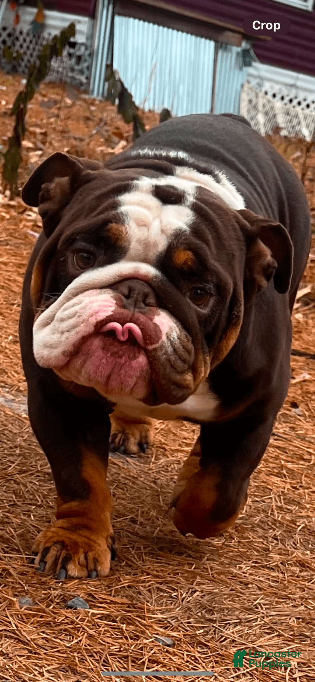 English Bulldog dogs for sale: Bulldog - Image 6
