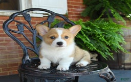Welsh Corgi Pembroke dogs for sale: Rex - Image 1