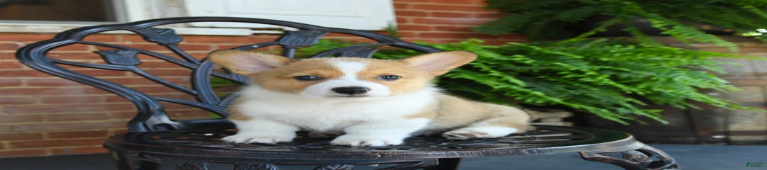 Rex