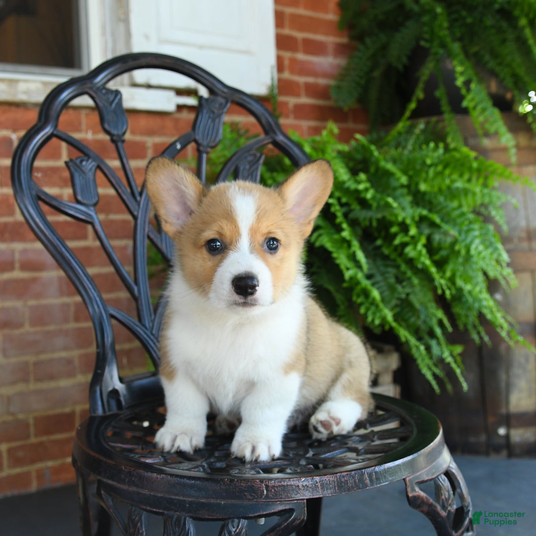 Welsh Corgi Pembroke dogs for sale: Rex - Image 1