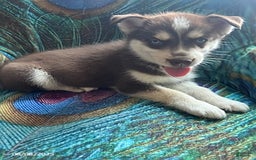Pomsky dogs for sale: Regina - Image 6