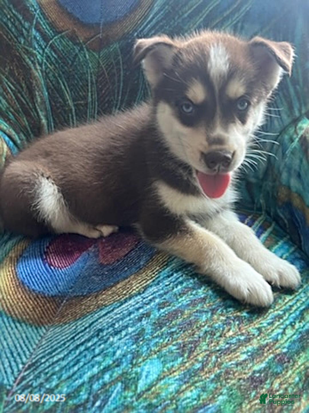 Pomsky dogs for sale: Regina - Image 6