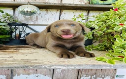 Labrador Retriever dogs for sale: Ruby - Image 7