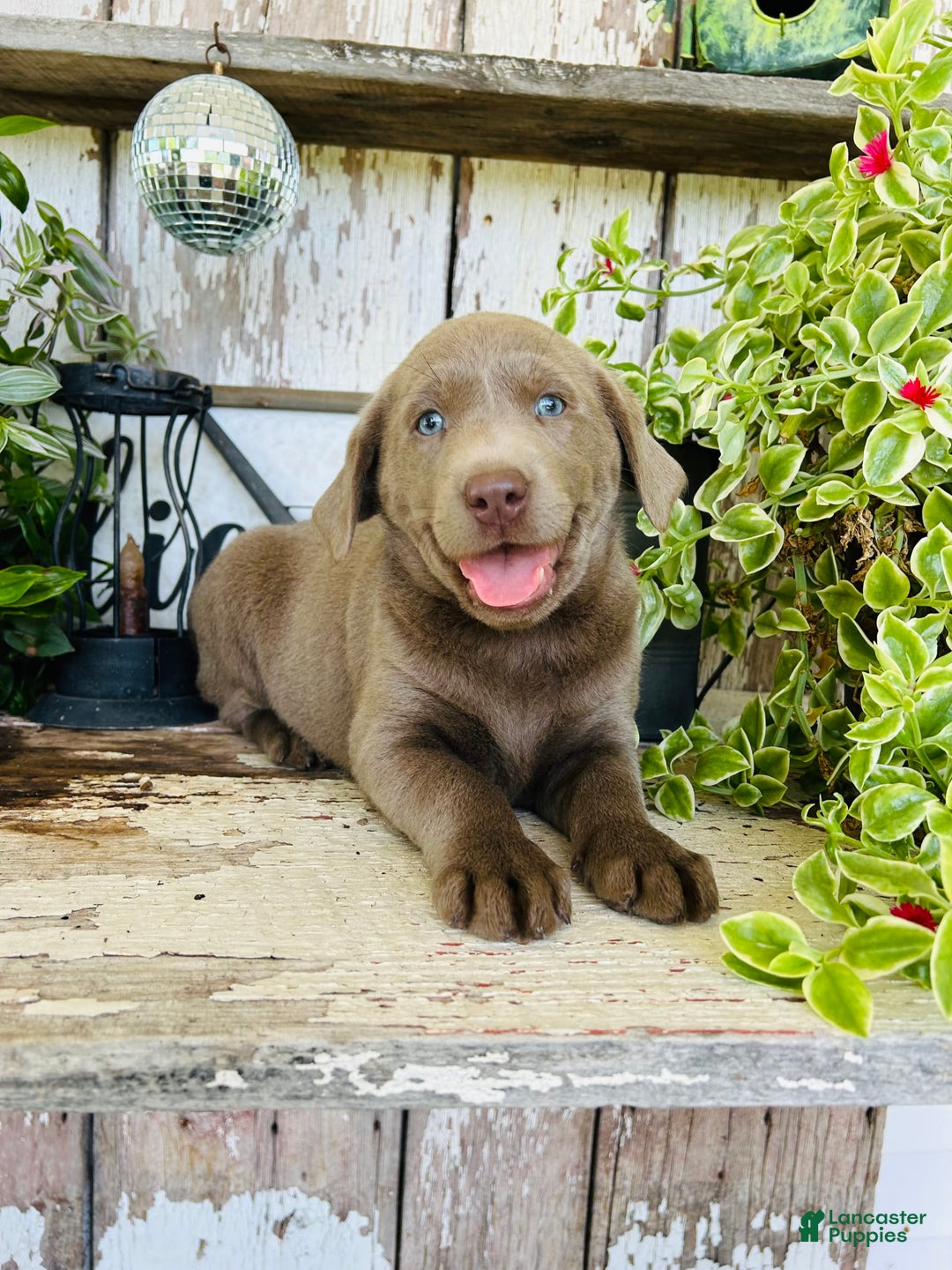 Labrador Retriever dogs for sale: Ruby - Image 7
