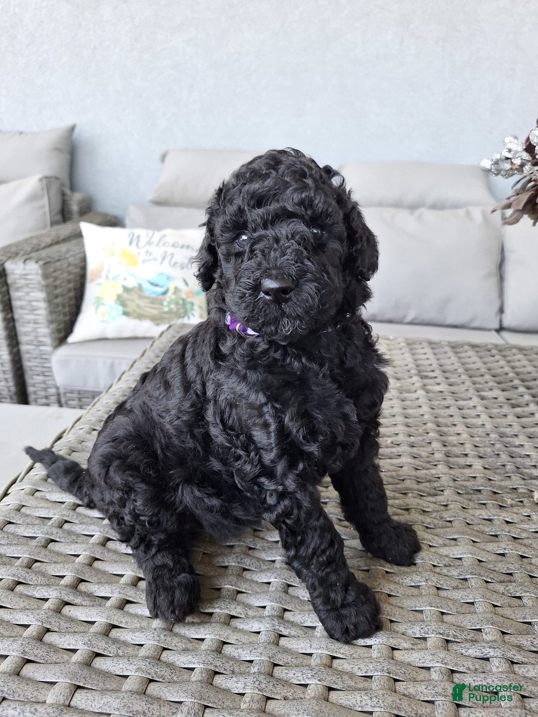 Standard Poodle dogs for sale: Midnight Star ⚫️ - Image 1