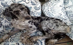 Goldendoodle dogs for sale: Zoey - Merle Color - Image 1