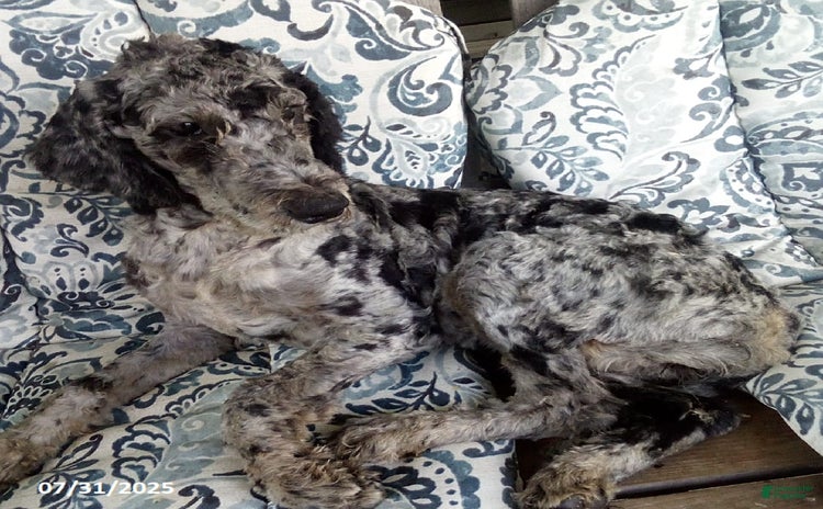 Goldendoodle dogs for sale - Ad 1
