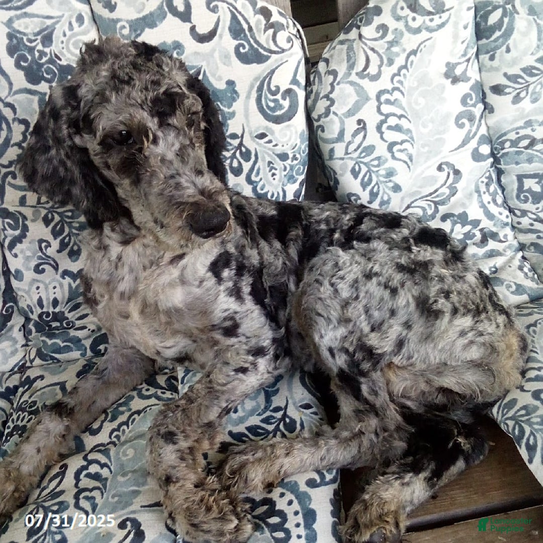 Goldendoodle dogs for sale: Zoey - Merle Color - Image 1