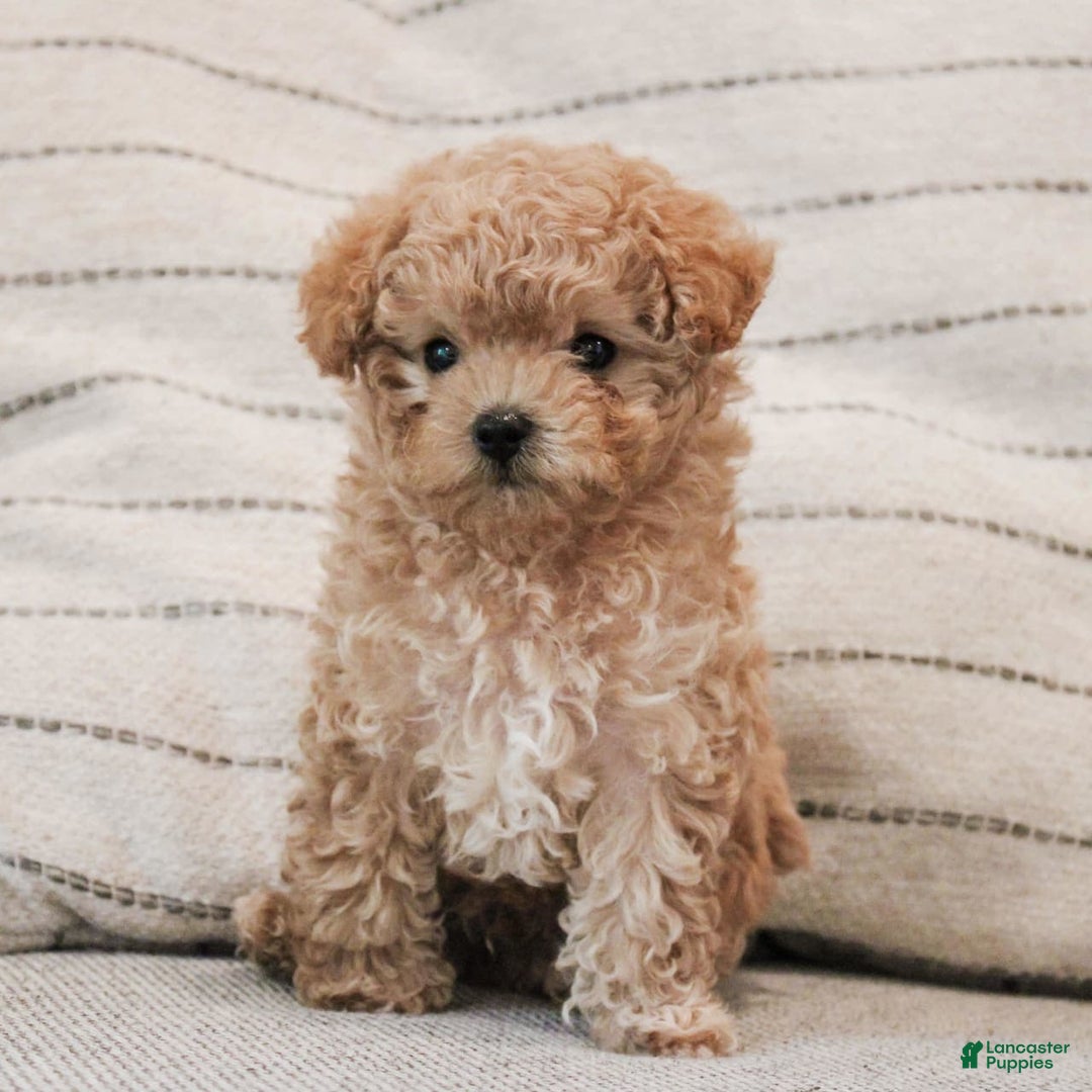 Maltipoo dogs for sale: Teddy - Image 2