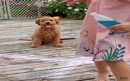Goldendoodle dogs for sale: Red - Image 4
