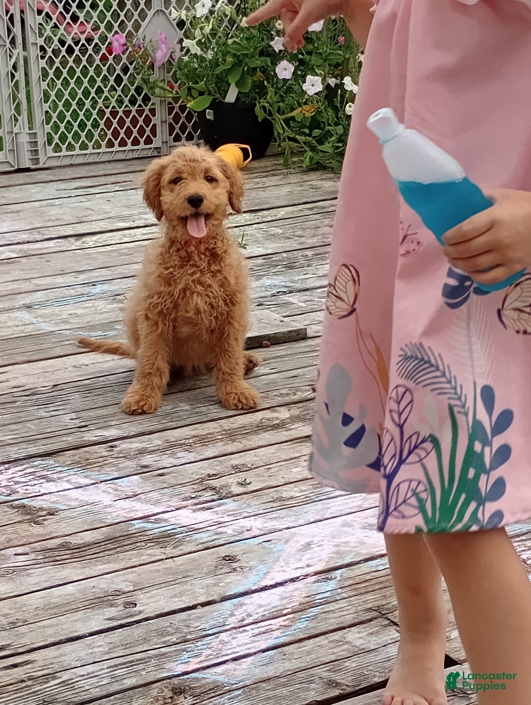 Goldendoodle dogs for sale: Red - Image 4