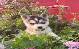 Alaskan Klee Kai dogs for sale: Blue Amy - Image 3