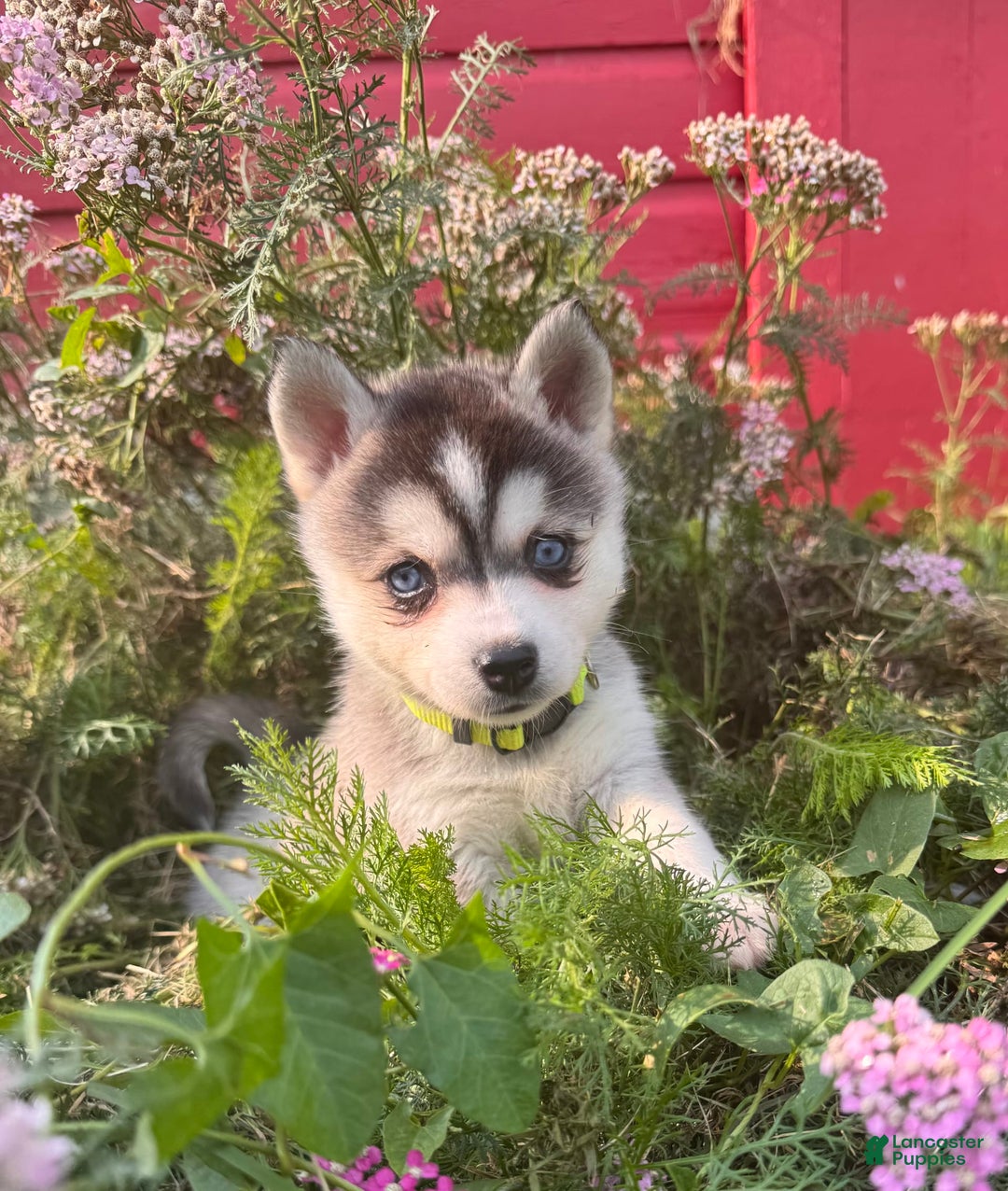 Alaskan Klee Kai dogs for sale: Blue Amy - Image 3