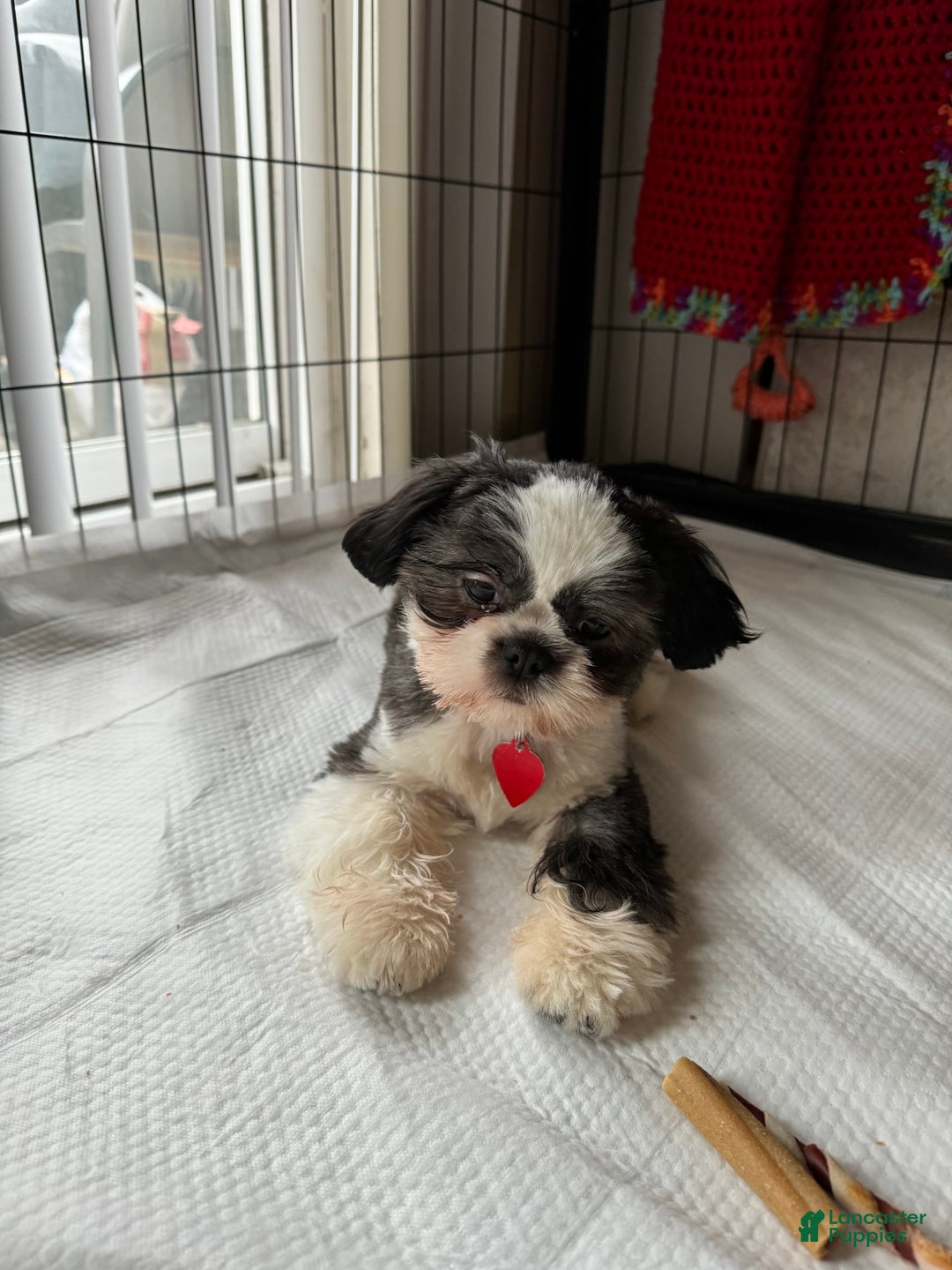 Shih Tzu dogs for sale: Bubbles - Image 8