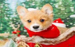 Welsh Corgi Pembroke dogs for sale: Punch - Image 2