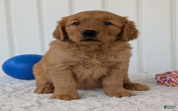 Golden Retriever dogs for sale: Daisy - Image 12