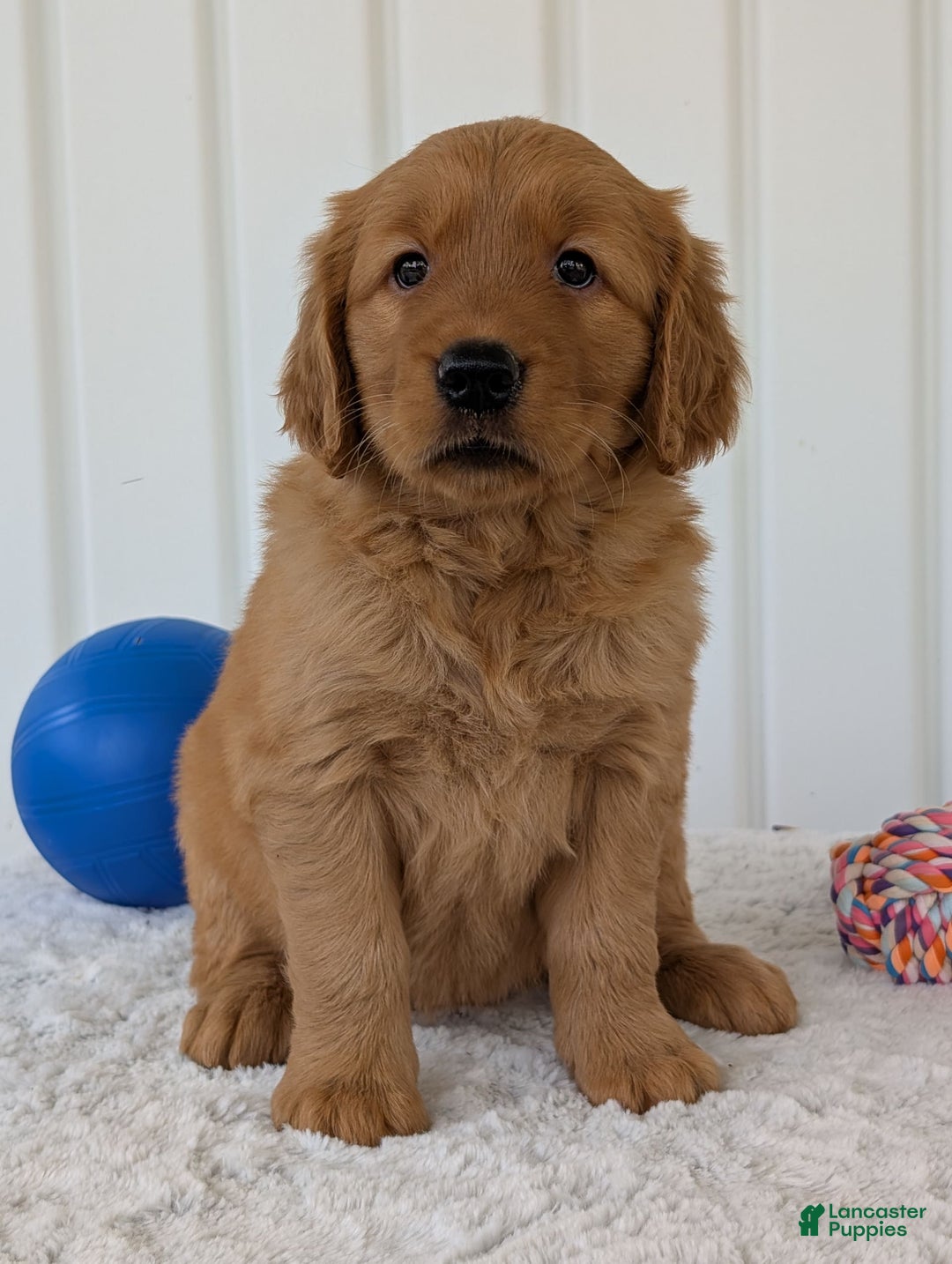 Golden Retriever dogs for sale: Daisy - Image 12