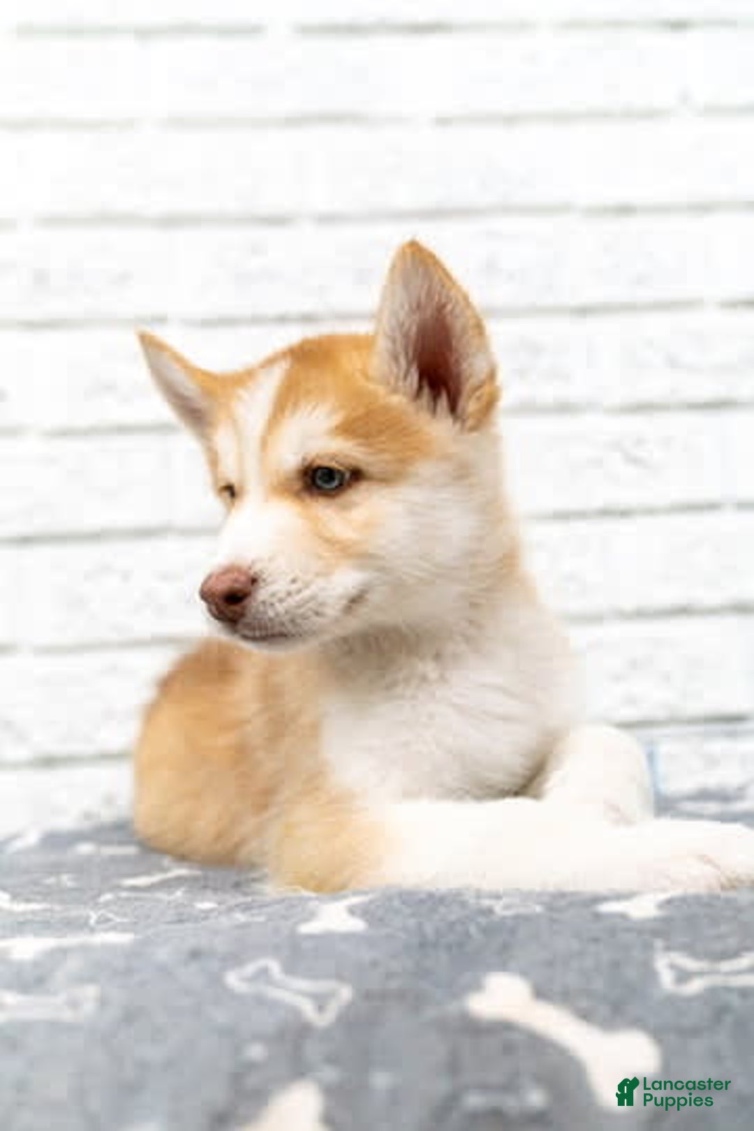 Alaskan Malamute dogs for sale: Chopper - Image 5
