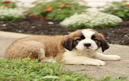 Saint Bernard dogs for sale: Casey - Image 4
