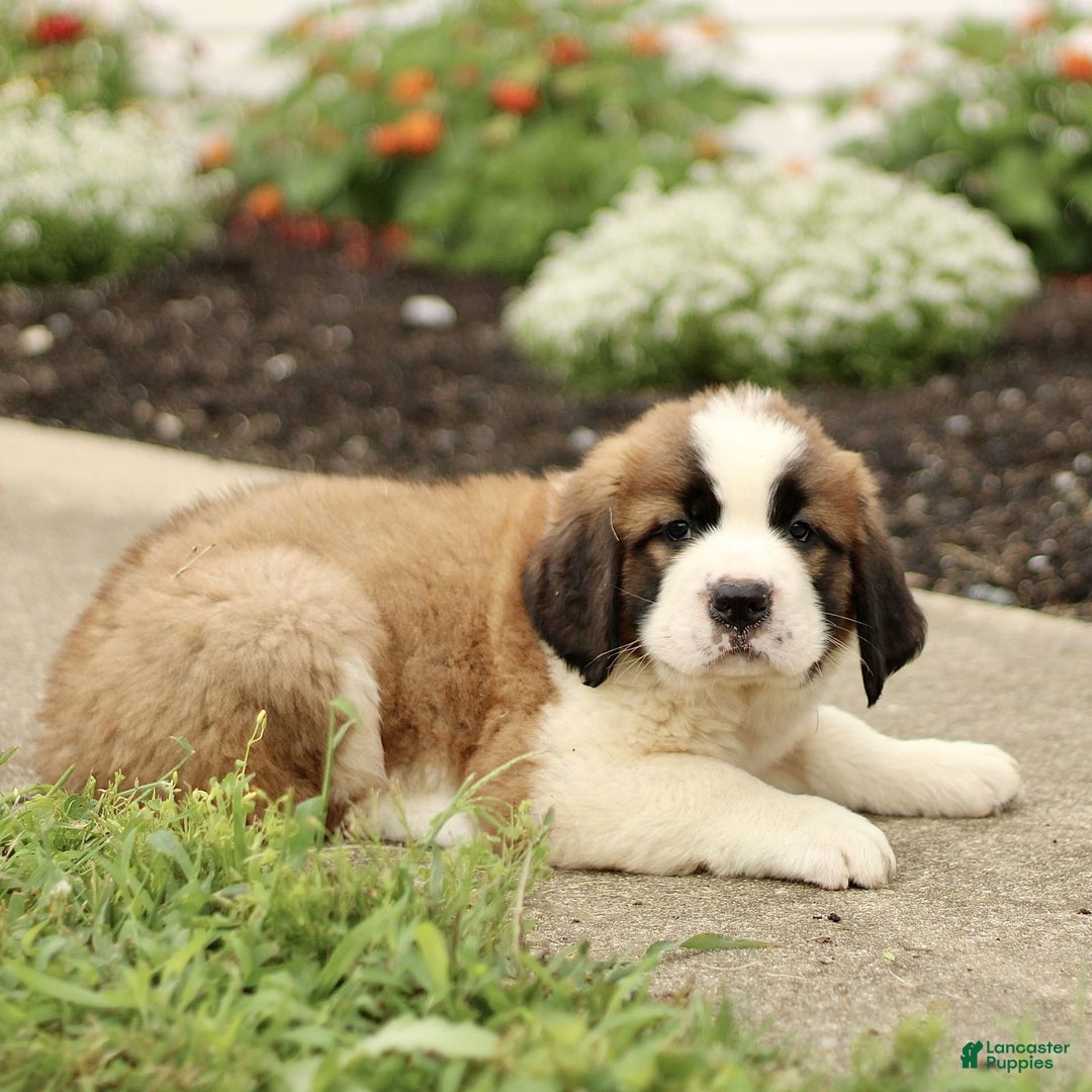 Saint Bernard dogs for sale: Casey - Image 4