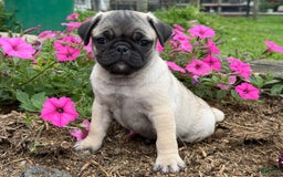 Pug dogs for sale: Puggles - Image 5