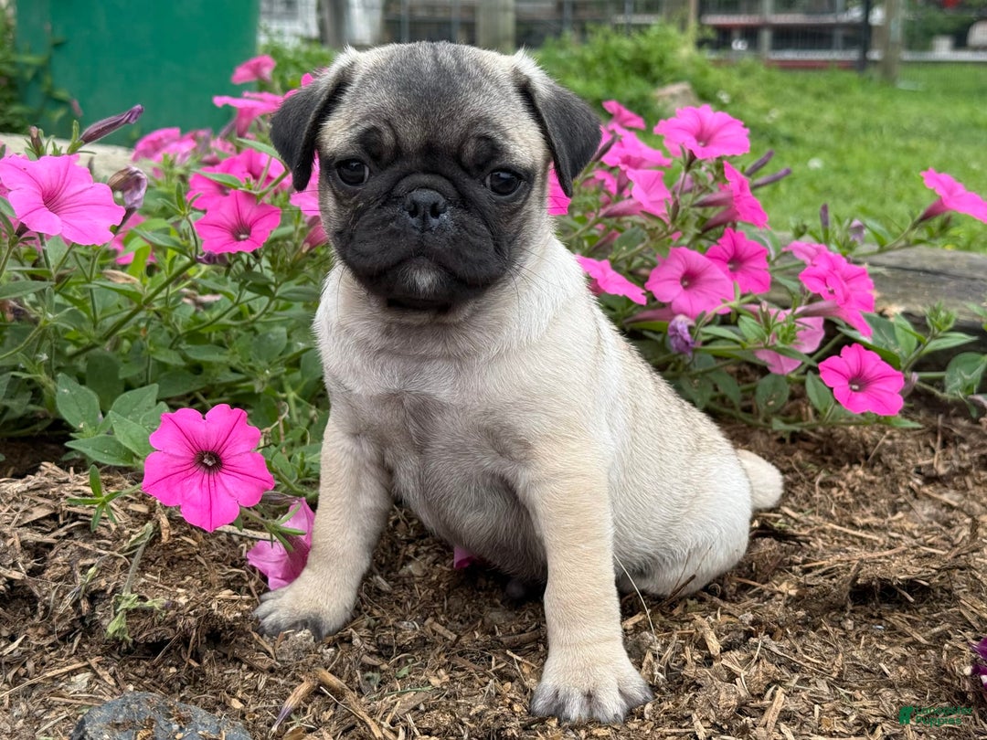 Pug dogs for sale: Puggles - Image 5