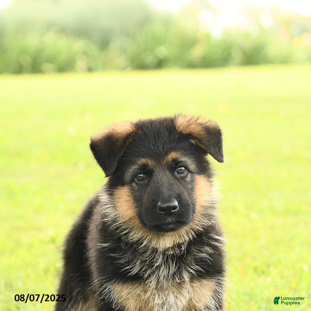 German Shepherd dogs for sale: Duchess - Image 4